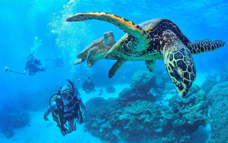 Cairns Wins Bid to Host PADI AmbassaDiver Summit