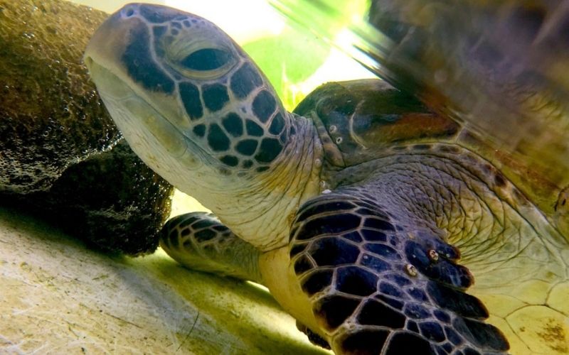 Green Sea Turtle