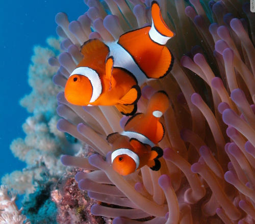 Two clown fish on the Great Barrier Reef
