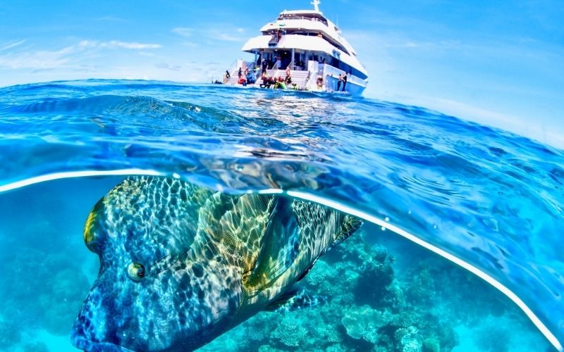 Reef Tracks Marine Life Tracker